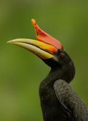 close up of Rhinoceros hornbill