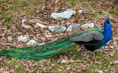 Naklejka premium a peacock walking on the ground