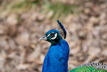 Obraz premium a close-up with the head of a peacock