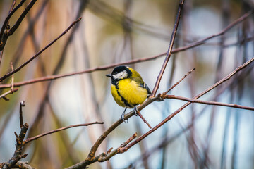 Fototapeta premium Great Tit - a species of small, partially migratory bird from the tit family. 