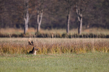 Fallow deer (Dama dama) lying on a meadow in the nature protection area Moenchbruch near Frankfurt,...