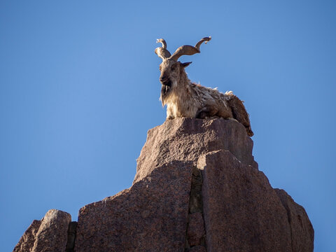 The ibex sits on top of a mountain against a blue sky