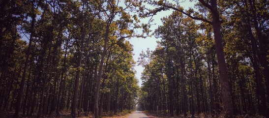 Obraz premium The woods are lovely dark and deep but I have promises to keep.