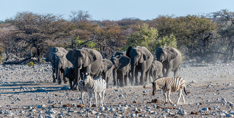 A large herd of African Elephants -Loxodonta Africana- walking decisively towards a waterhole. Etosha National Park, Namibia.