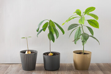 Row of three flower pots with avocado trees on the white background. Grows from a seed. Home garden.