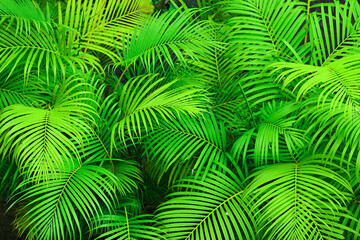 Seamless image of fresh green tropical palm leaves.