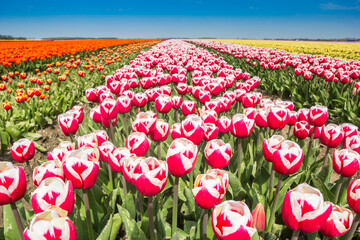 Close up of red and white tulips in Noordoostpolder, Netherlands