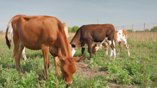 herd of cows grazes in meadow, field during sunny day with clear sky. Nature, Dairy products, beef. Natural healthy products. Healthy food. Farm products, Ferma, animal husbandry, cattle