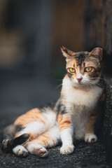 Fototapeta na wymiar Hong Kong Cat 064