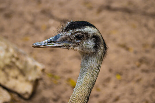close up of an ostrich
