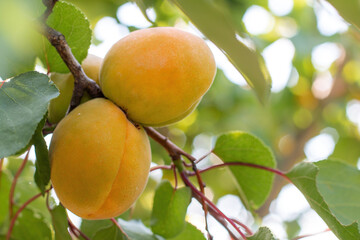 Ripe apricots grow on a branch among green leaves