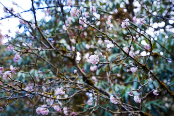 Close up blooming pink flower in natural green garden park