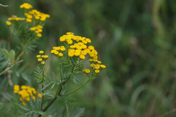 Inflorescence of a tansy plant.
