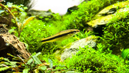 The Siamese Algae-eater (Crossocheilus oblongus) in the home aquarium with plants