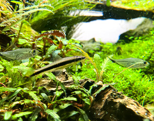 Costae Tetra (Moenkhausia costaea) with Siamese Algae-eater (Crossocheilus oblongus) in the green aquarium