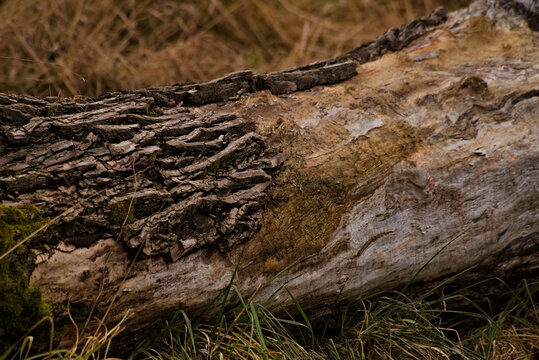 Częściowo okorowany , stary pień wierzby ściętej przez bobry .