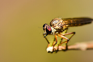 close-up photo of the robber fly insect on a wooden branch