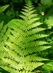 Fern plant in the forest