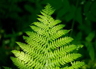 Fern plant in the forest