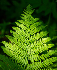 Fern plant in the forest