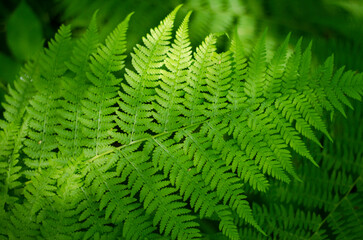 Naklejka na ściany i meble Fern plant in the forest