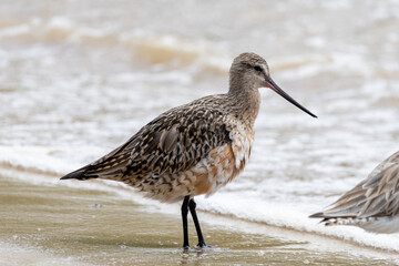 Bar-tailed Godwit in Australia