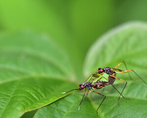 close-up of insects mating