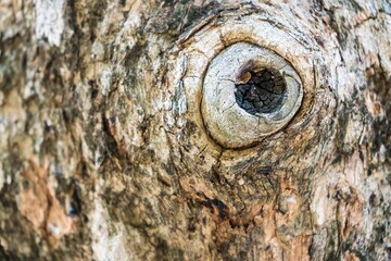 hardwood tree with textured bark and knots. background, nature.