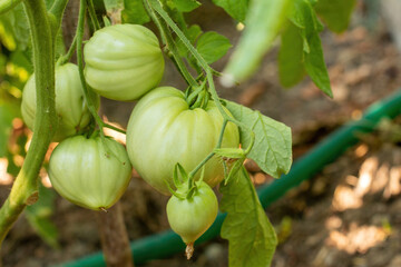 Green and unripe tomatoes hang on a bush. large fruits of immature vegetables. in the greenhouse vegetable plantation with tomatoes and cucumbers. growing organic products.