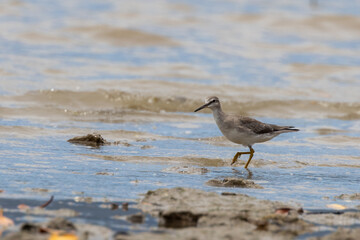 Fototapeta premium Grey-tailed Tattler in Australia