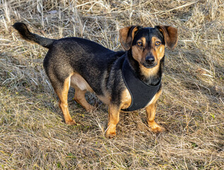 A black small dog dachshund stands on dry grass