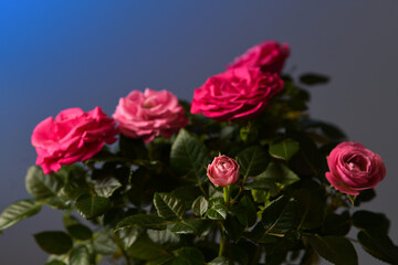 A pot with some pink rose flowers against blue background. Floral photography, details of these beautiful plants.