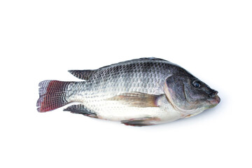 Tilapia fish isolated on white background.