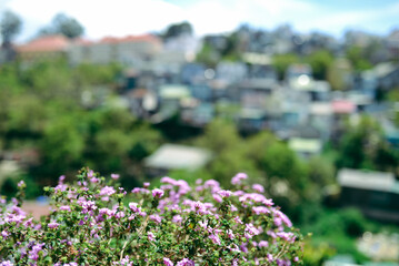 Obraz premium Royalty high quality free stock photo of abstract blur and defocused of villa in Da Lat, Known as the 