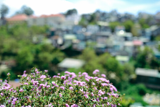Royalty high quality free stock photo of abstract blur and defocused of villa in Da Lat, Known as the "City of Eternal Spring" for its distinctive temperate climate