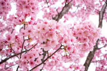 満開の桜の木　ピンク　白の背景