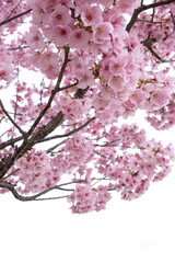 満開の桜の木　ピンク　白の背景