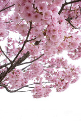 Obraz premium 満開の桜の木 ピンク 白の背景