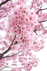 満開の桜の木　ピンク　白の背景