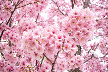 満開の桜の木　ピンク　白の背景