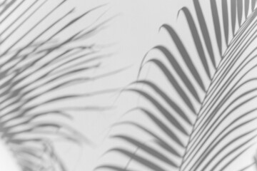 shadows palm leaf blur overlay on white wall texture background, summer concept, White and Black, beauty in nature