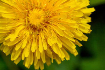 野花　タンポポ