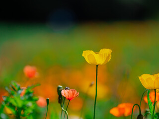 Obraz premium オレンジのポピー