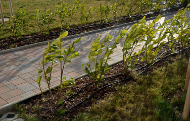 An evergreen shrub in front of a light wood wire fence will improve the opacity of the street. drip...