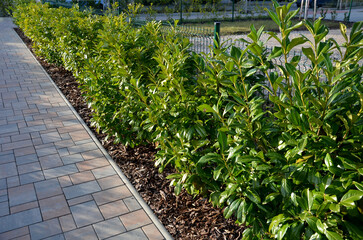 An evergreen shrub in front of a light wood wire fence will improve the opacity of the street. drip irrigation dispenses water into shrub plantings. mulching saves water and reduces evaporation - obrazy, fototapety, plakaty