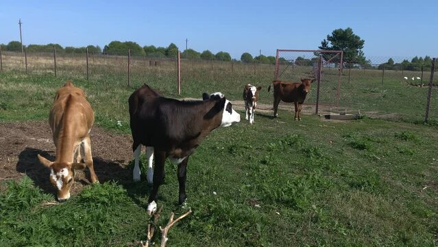 herd of calves grazes in meadow, field during sunny day with clear sky. Nature, Dairy products, beef. Natural healthy products. Healthy food. Farm products, Ferma, animal husbandry, cattle