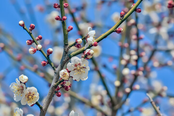 ウメの花