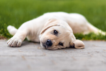 little labrador puppy 2 months old lying on the grass and looks at the camera