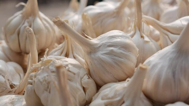Bunches of organic garlic on a marketplace. Whole bunch of fresh garlic placed at the market. Spicy culinary ingredient.