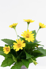 Fototapeta premium Yellow flowers in a separate vase on a white background.